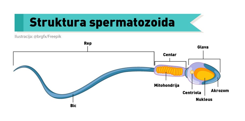 Struktura spermatozoida